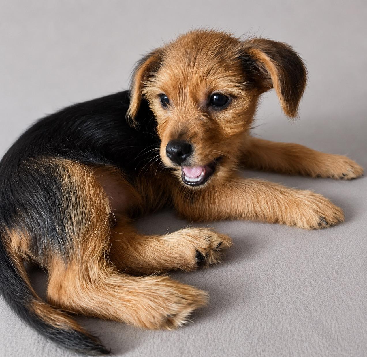 Jermaine, a ADOPTABLE mixed breed in Corona Del Mar, CA image 3/3