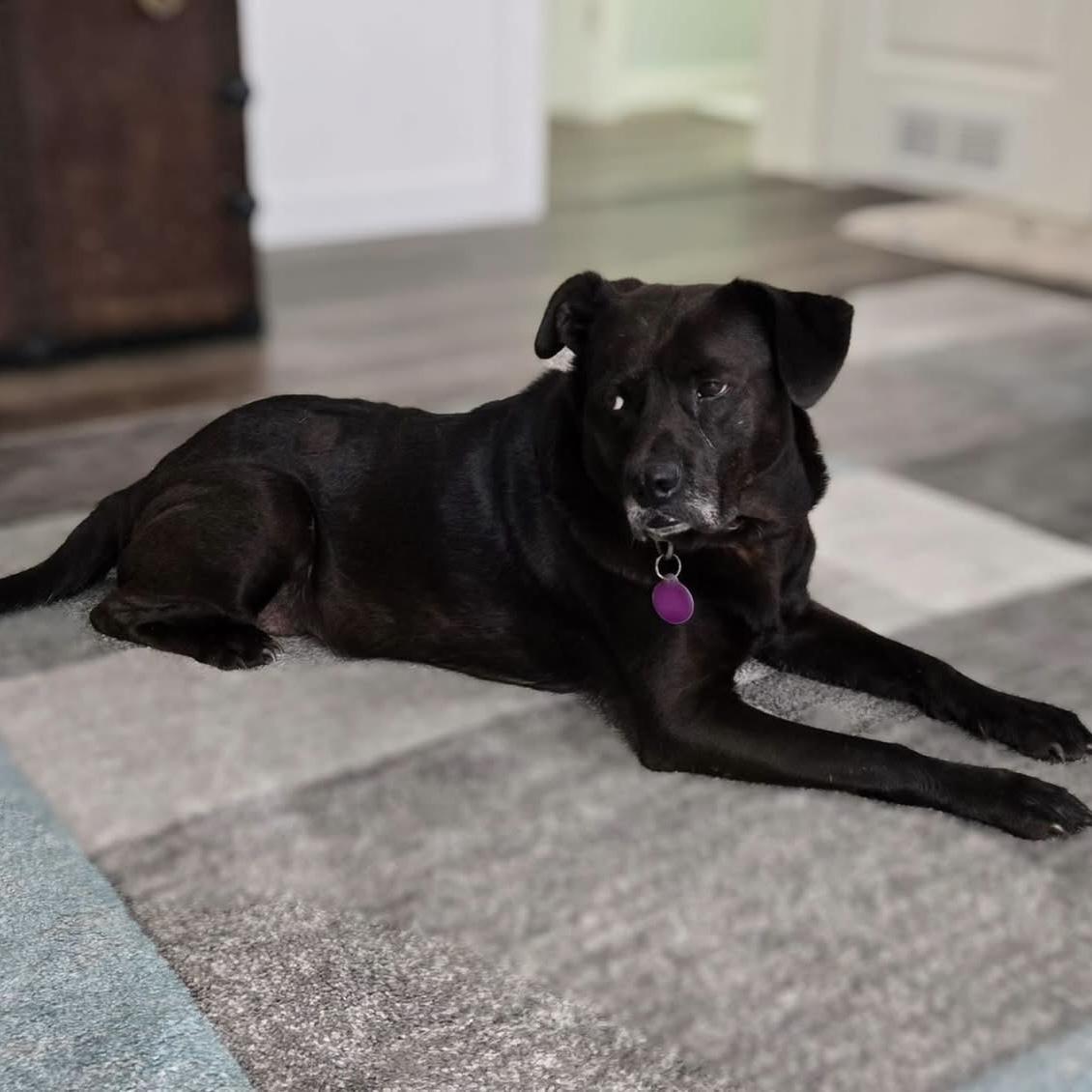 Enlarge Willa, a Adoptable mixed breed in Port Byron , NY image 4/6