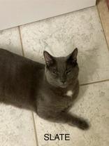 Slate (bonded with Steel), a Adoptable mixed breed in Scarborough, ON image 1/6