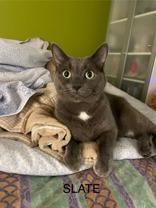 Slate (bonded with Steel), a Adoptable mixed breed in Scarborough, ON image 2/6