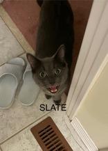 Slate (bonded with Steel), a Adoptable mixed breed in Scarborough, ON image 4/6