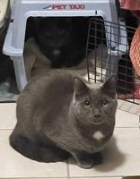 Slate (bonded with Steel), a Adoptable mixed breed in Scarborough, ON image 5/6