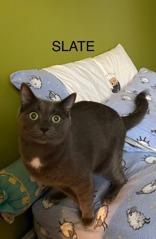 Slate (bonded with Steel), a Adoptable mixed breed in Scarborough, ON image 6/6