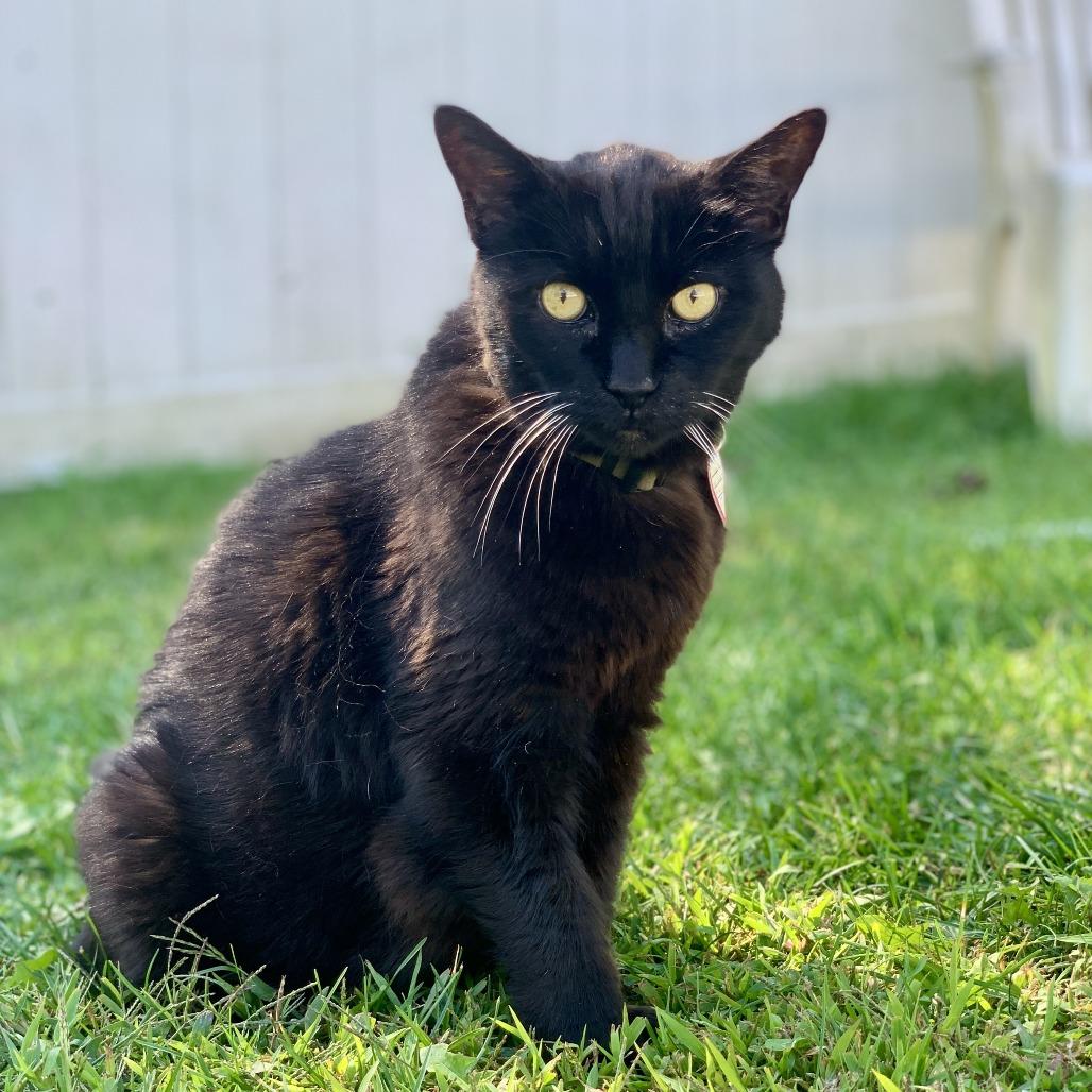 Magic, Adoptable, Senior Male Domestic Medium Hair.