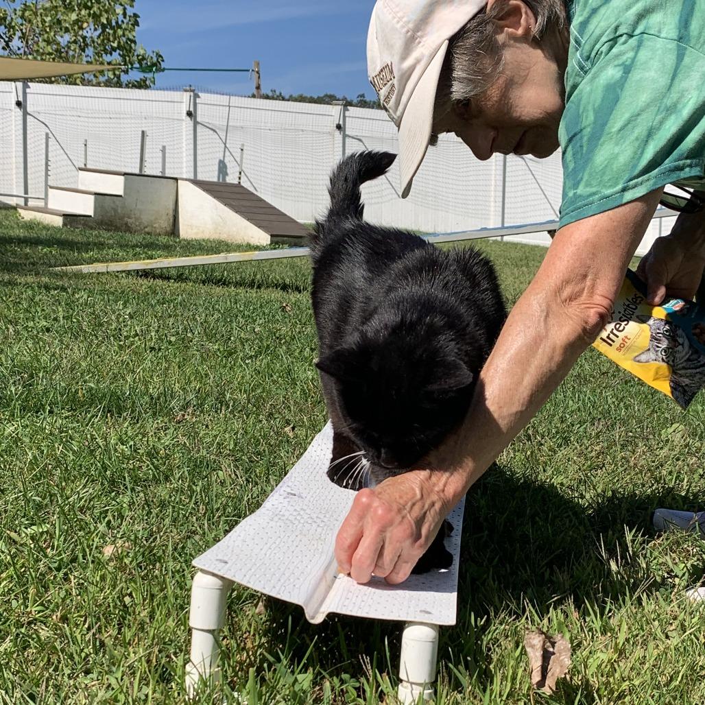 Enlarge Magic, a Adoptable Domestic Medium Hair in Manchester, CT image 2/6