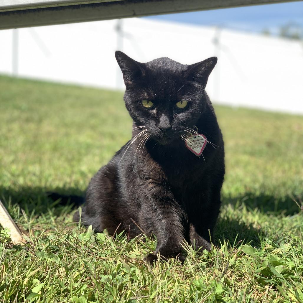 Enlarge Magic, a Adoptable Domestic Medium Hair in Manchester, CT image 3/6