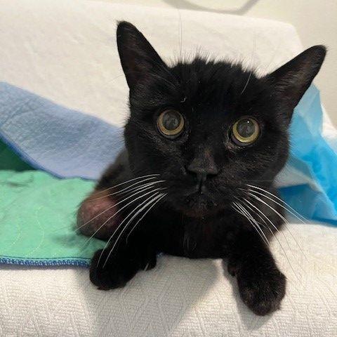 Enlarge Magic, a Adoptable Domestic Medium Hair in Manchester, CT image 4/6