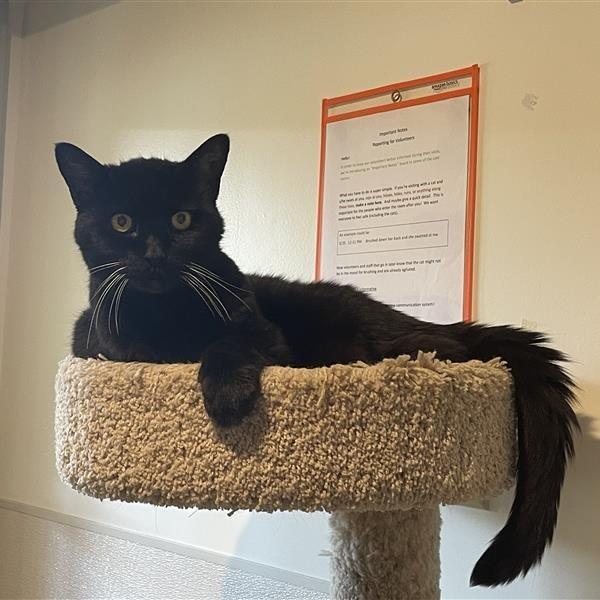 Enlarge Magic, a Adoptable Domestic Medium Hair in Manchester, CT image 5/6