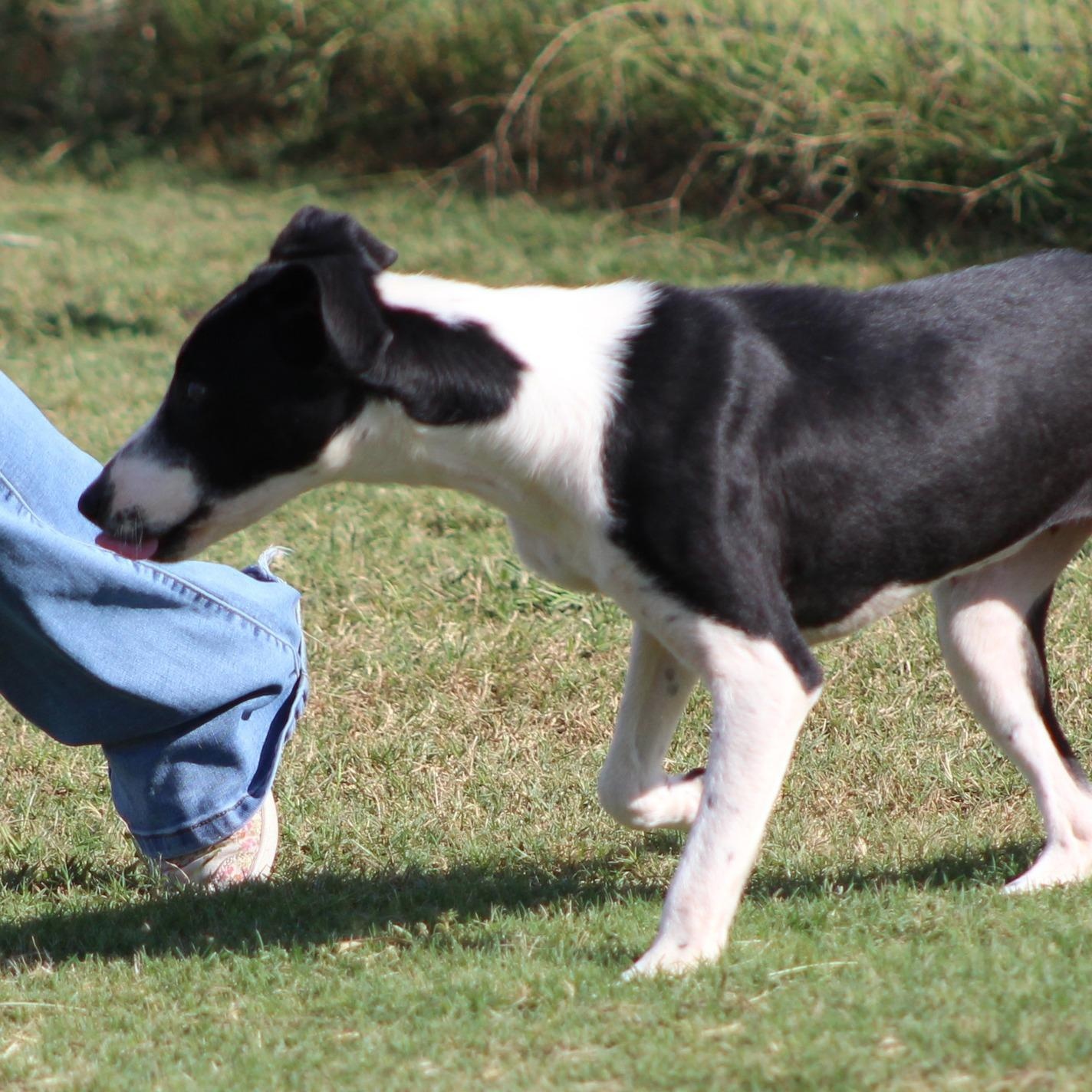Enlarge Tinelle, an adoptable mixed breed in Temple, TX image 3/4