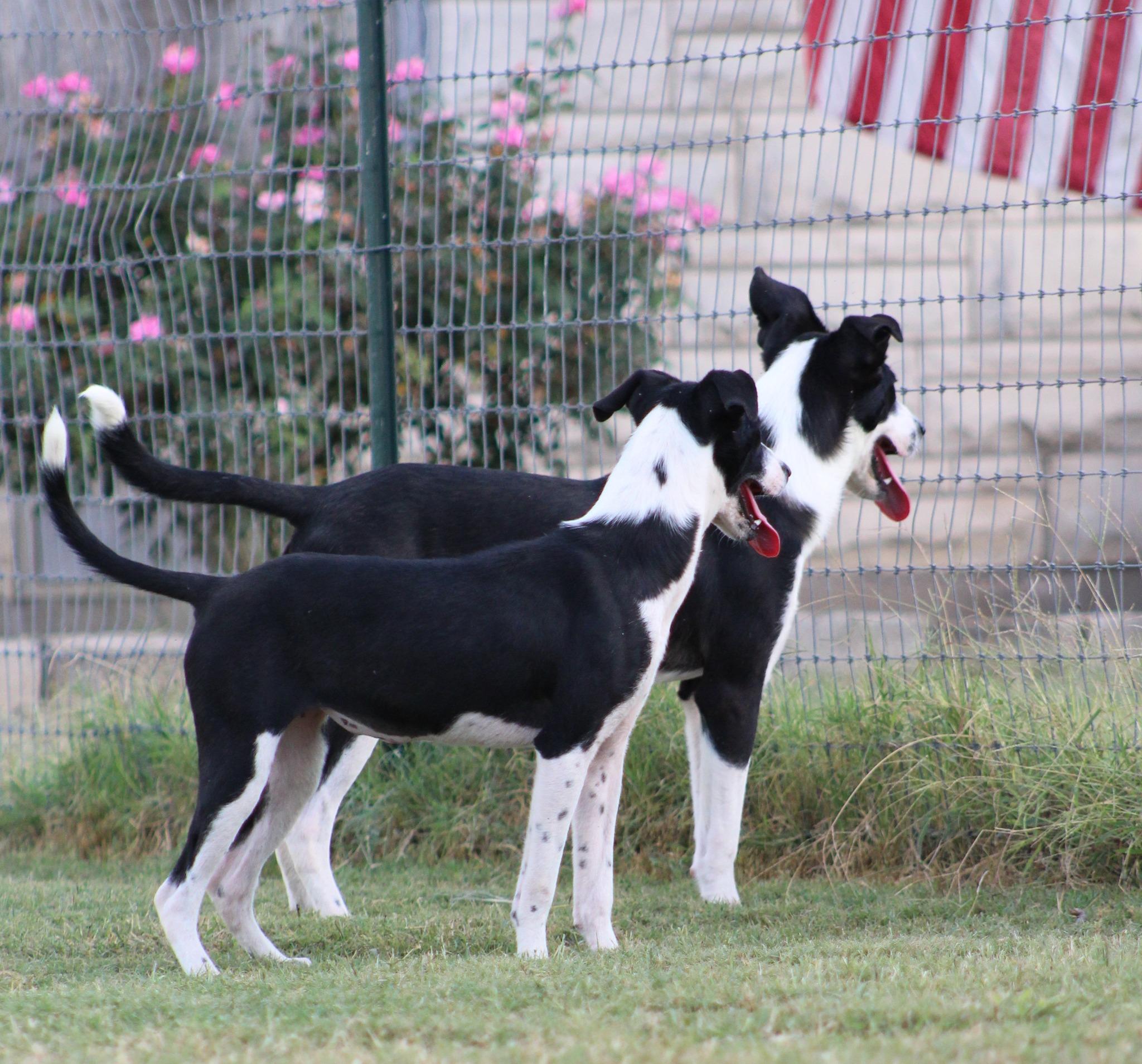 Enlarge Tinelle, an adoptable mixed breed in Temple, TX image 4/4