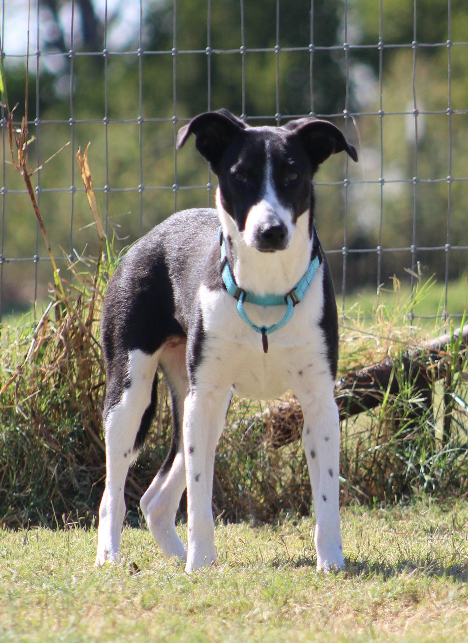 Enlarge Tinelle, an adoptable mixed breed in Temple, TX image 1/4