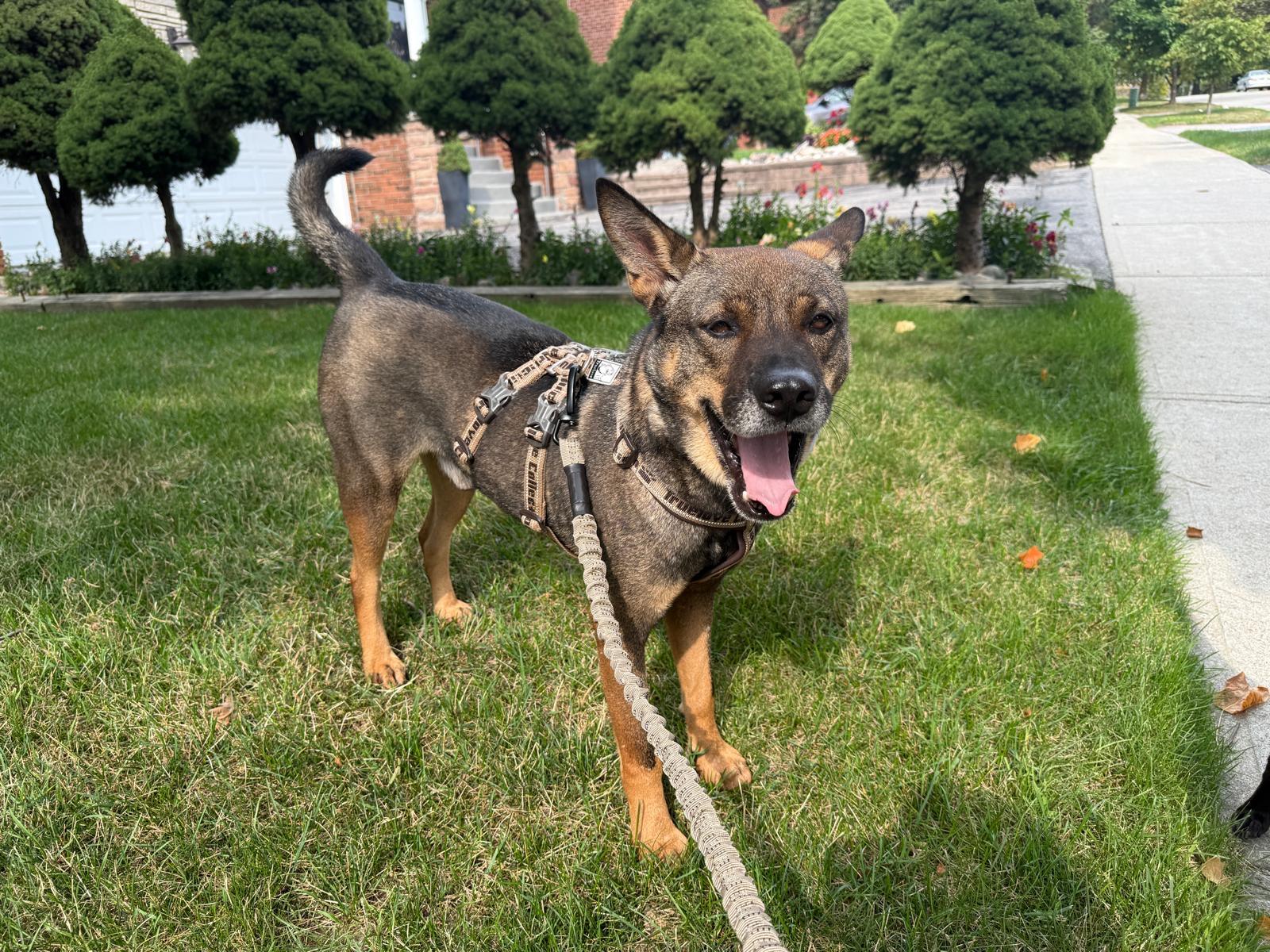 Jet