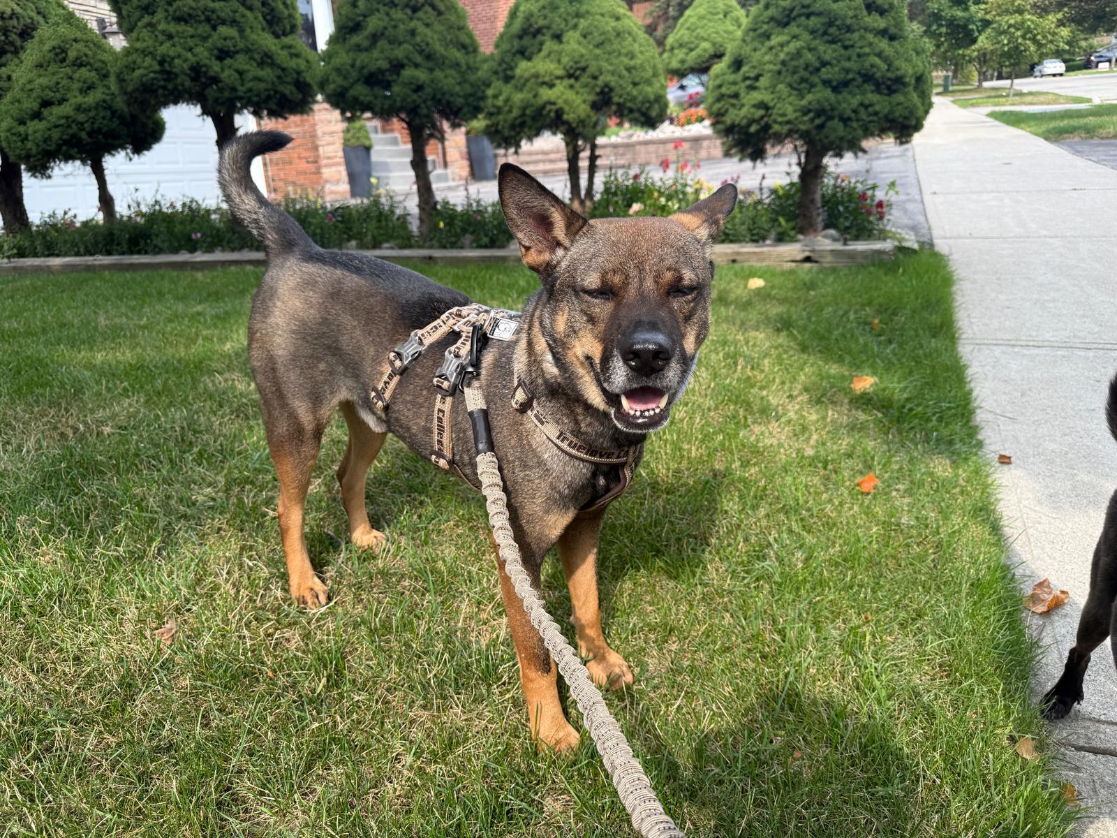 Jet