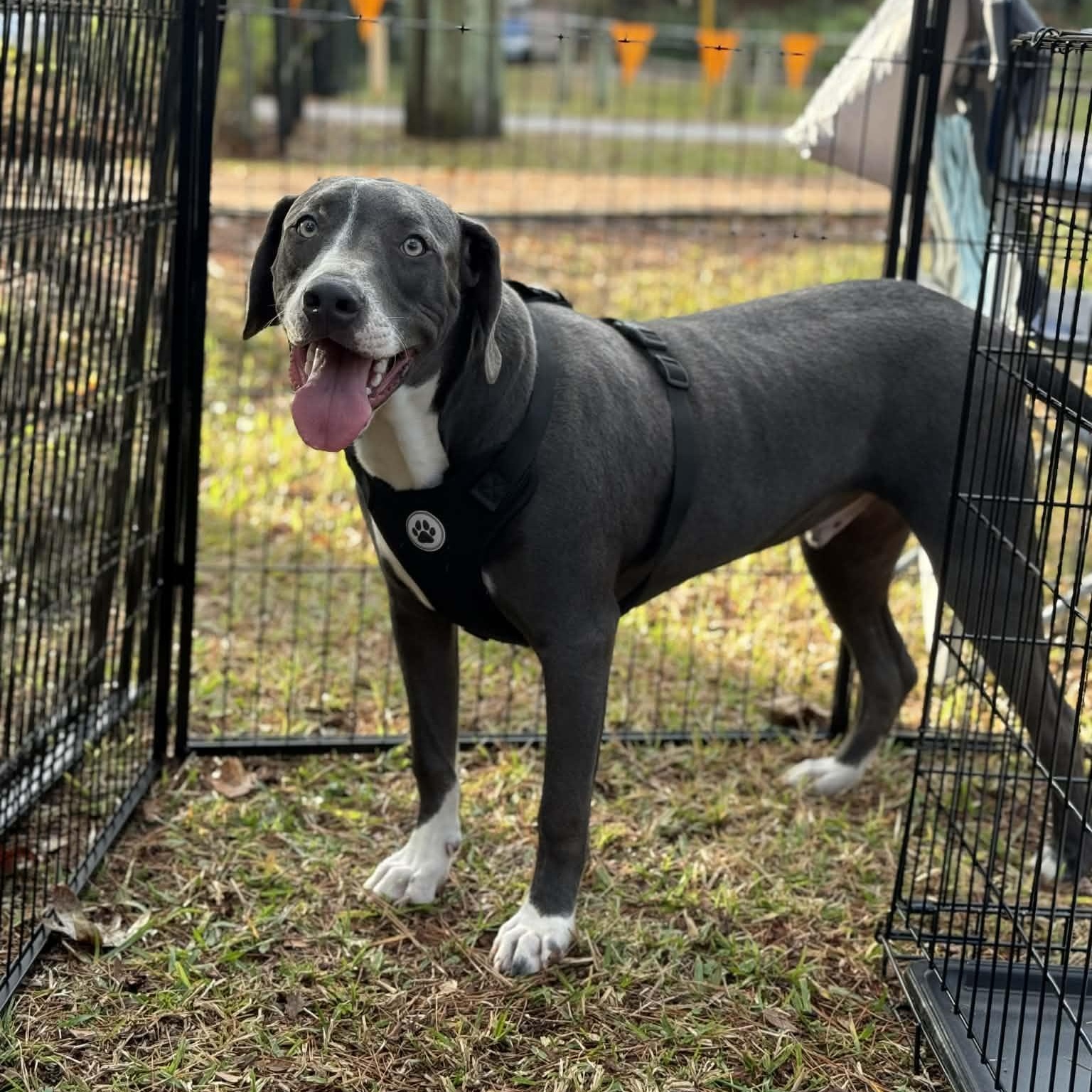 Enlarge Jake, a Adoptable mixed breed in Salem, NH image 1/3