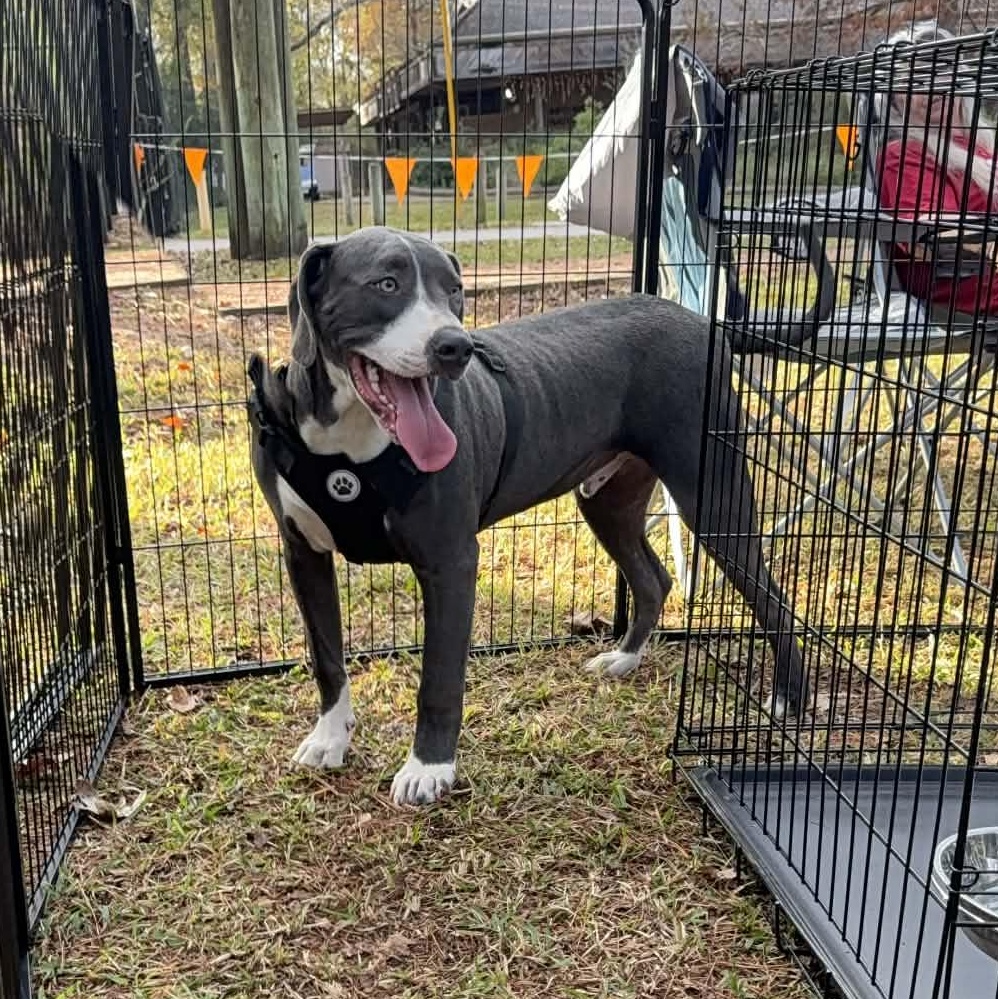 Enlarge Jake, a Adoptable mixed breed in Salem, NH image 2/3