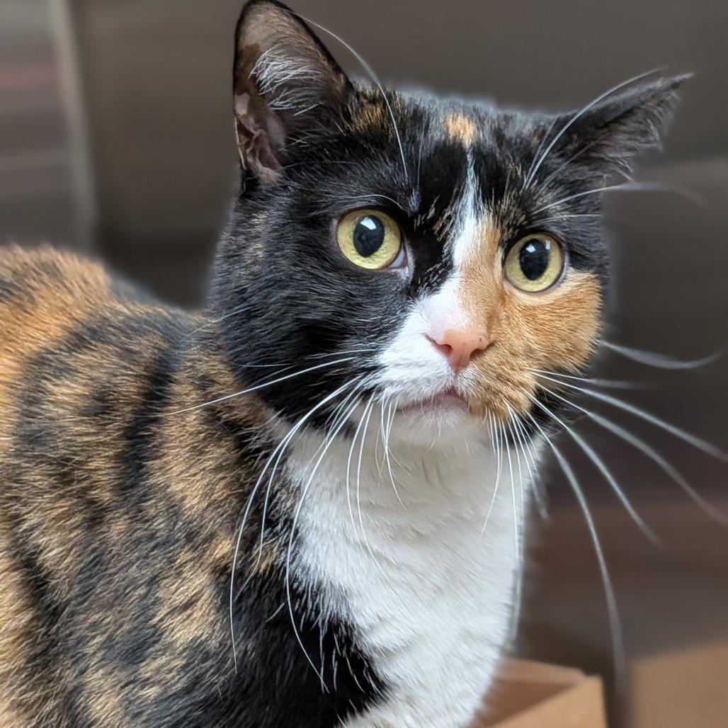 Enlarge Tonnie, a Adoptable Domestic Short Hair in Milan, IL image 1/1