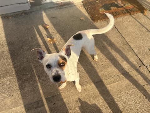 Maverick, an adopted mixed breed in Speedway, IN image 1/4