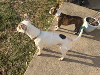 Maverick, an adopted mixed breed in Speedway, IN image 2/4