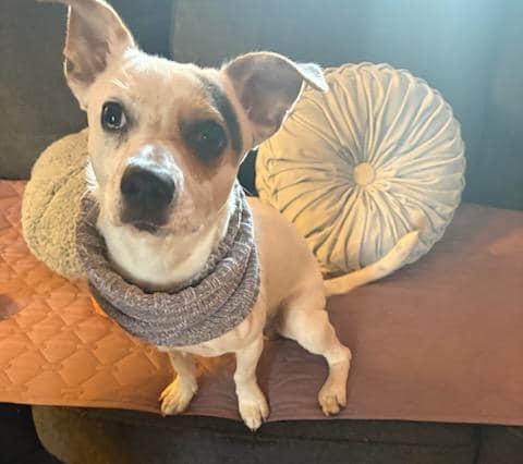 Maverick, an adopted mixed breed in Speedway, IN image 3/4