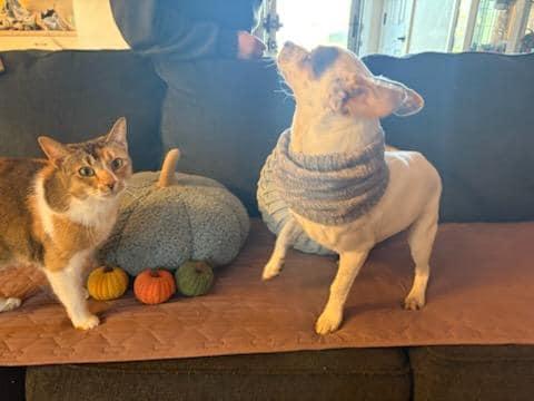 Maverick, an adopted mixed breed in Speedway, IN image 4/4