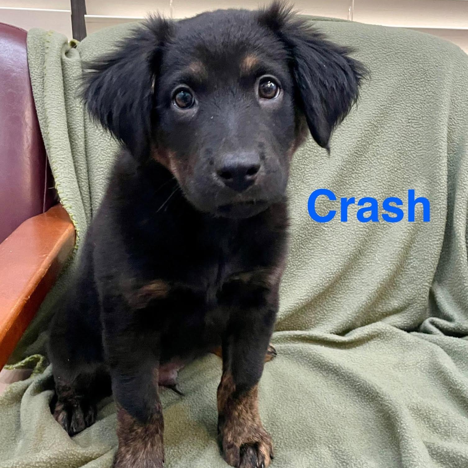 Enlarge CRASH, a Adoptable mixed breed in Madisonville, LA image 1/3
