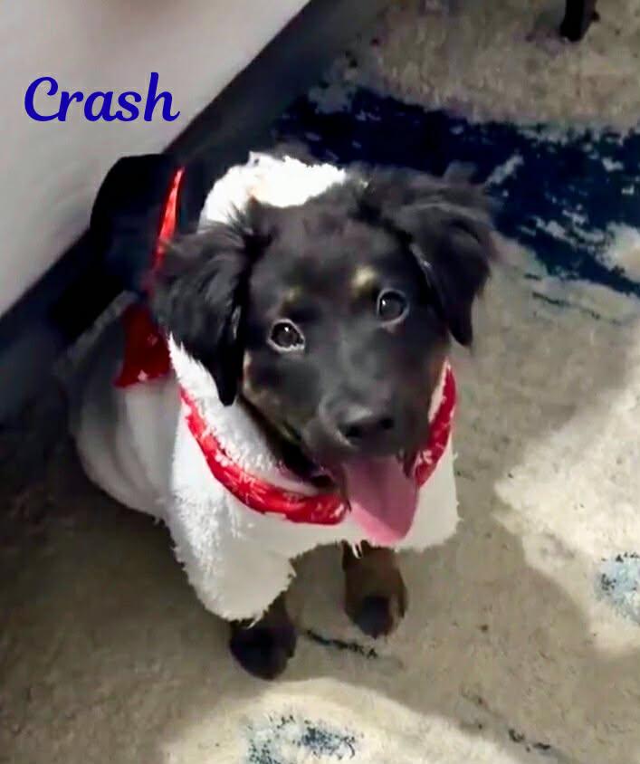 Enlarge CRASH, an adopted mixed breed in Madisonville, LA image 2/5