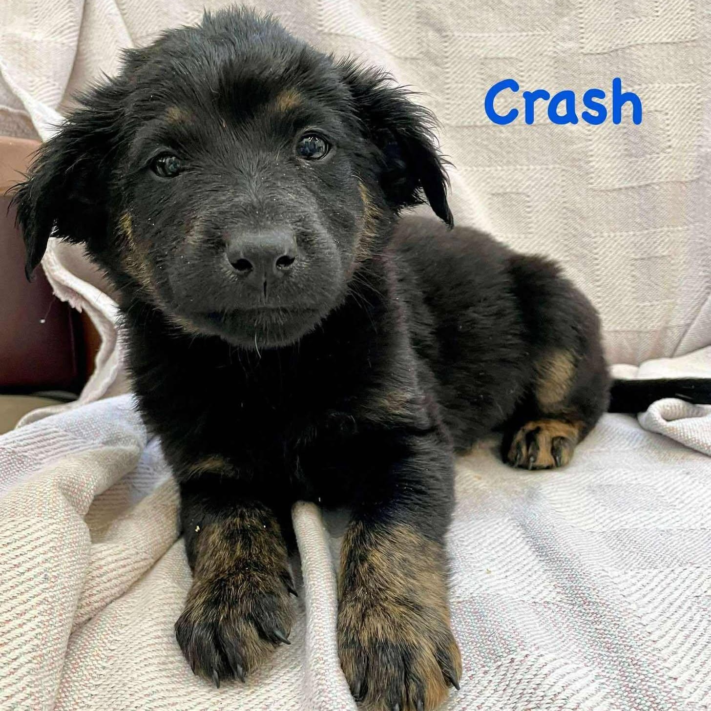 Enlarge CRASH, a Adoptable mixed breed in Madisonville, LA image 2/3