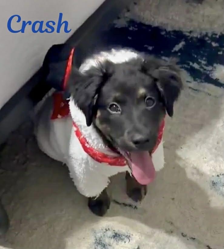 Enlarge CRASH, an adopted mixed breed in Madisonville, LA image 3/5
