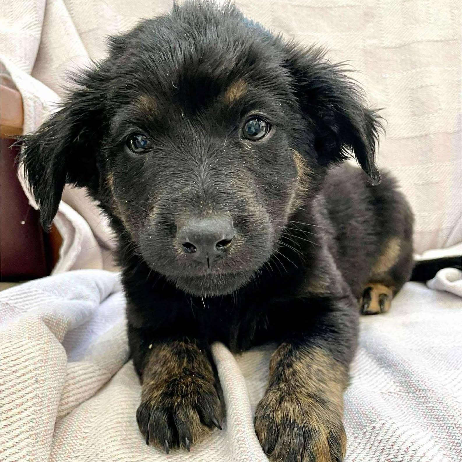 Enlarge CRASH, a Adoptable mixed breed in Madisonville, LA image 3/3