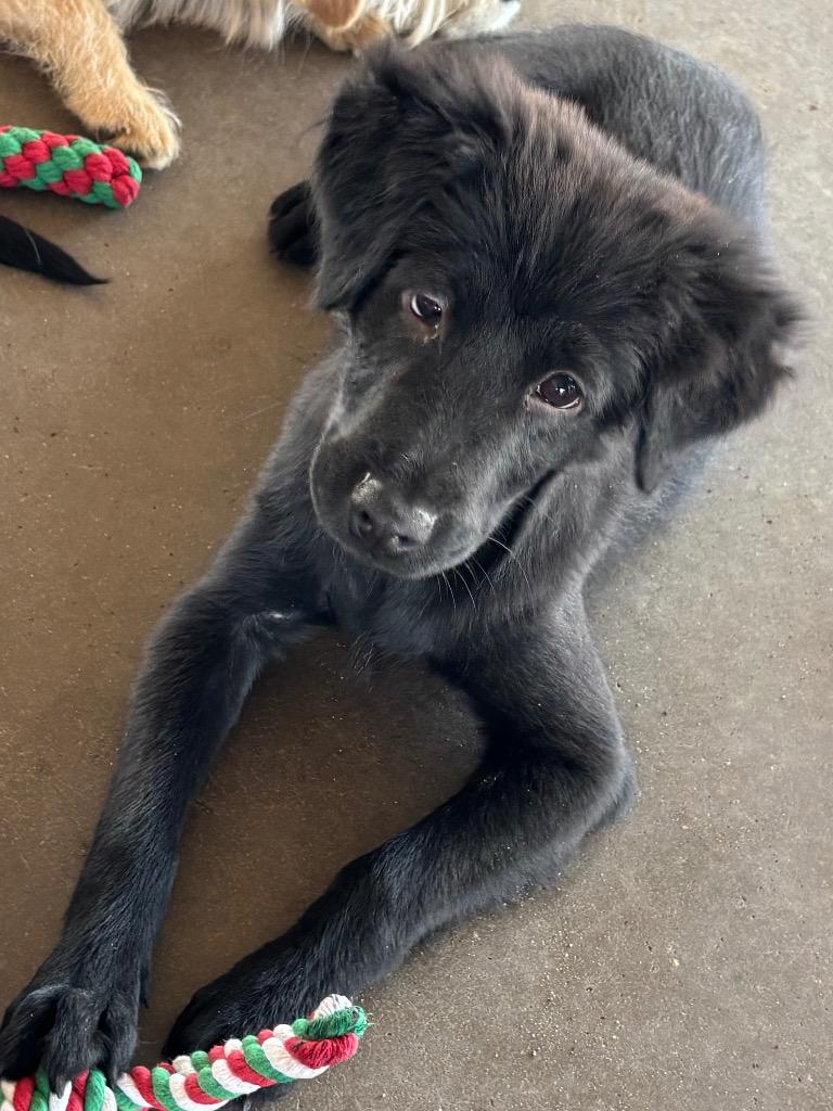 Bullseye, a Adoptable mixed breed in Midland, TX image 1/2