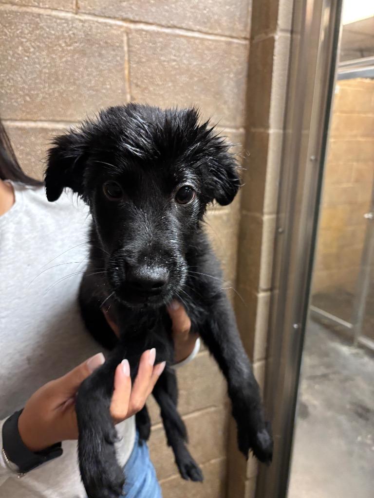 Bullseye, a Adoptable mixed breed in Midland, TX image 2/2