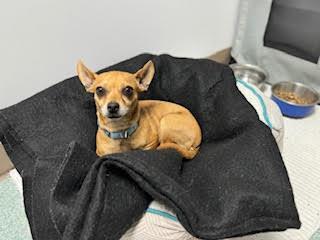 Enlarge Maisy #13542, a Adopted mixed breed in Vista, CA image 1/3