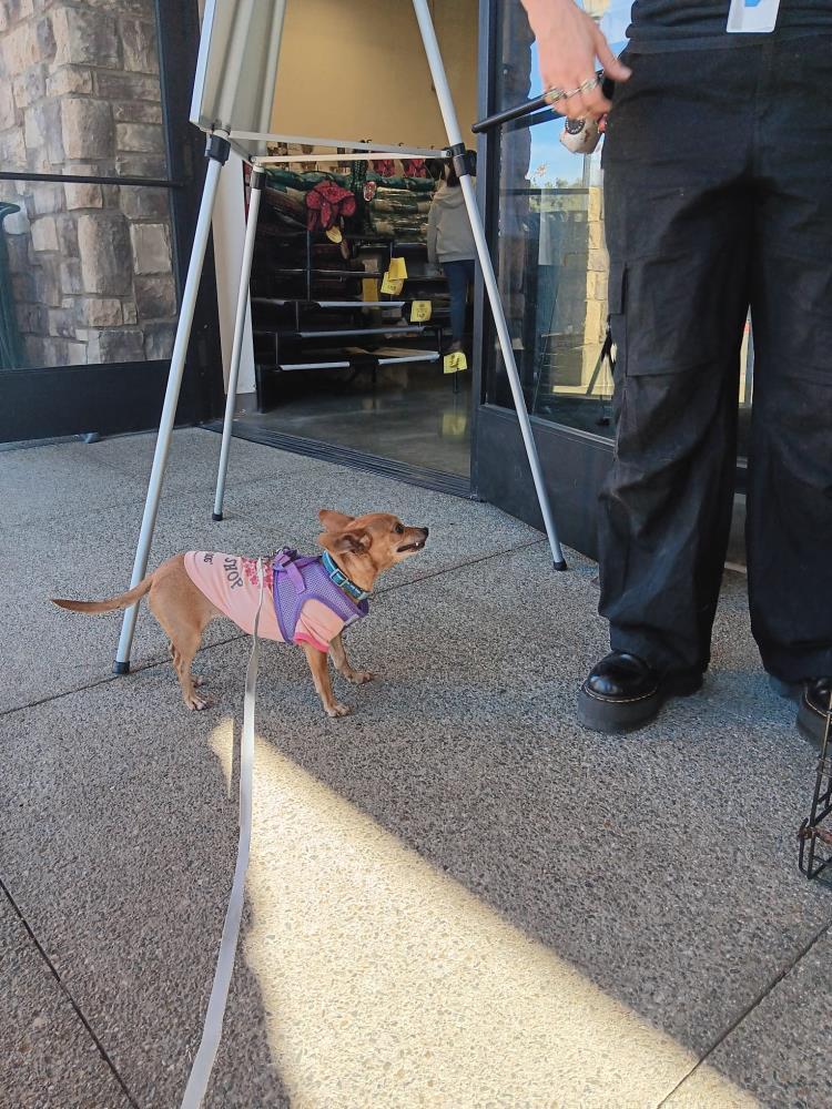 Enlarge Maisy #13542, a Adopted mixed breed in Vista, CA image 3/3