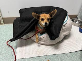 Enlarge Maisy #13542, a Adopted mixed breed in Vista, CA image 2/3