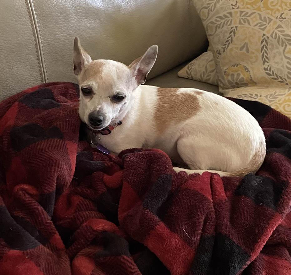 Prince, ADOPTABLE, Adult Male Chihuahua.