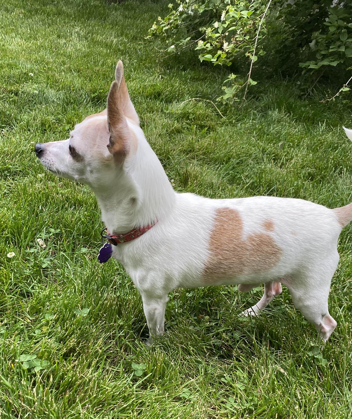 Enlarge Prince, a ADOPTABLE Chihuahua in Chatham, ON image 3/3