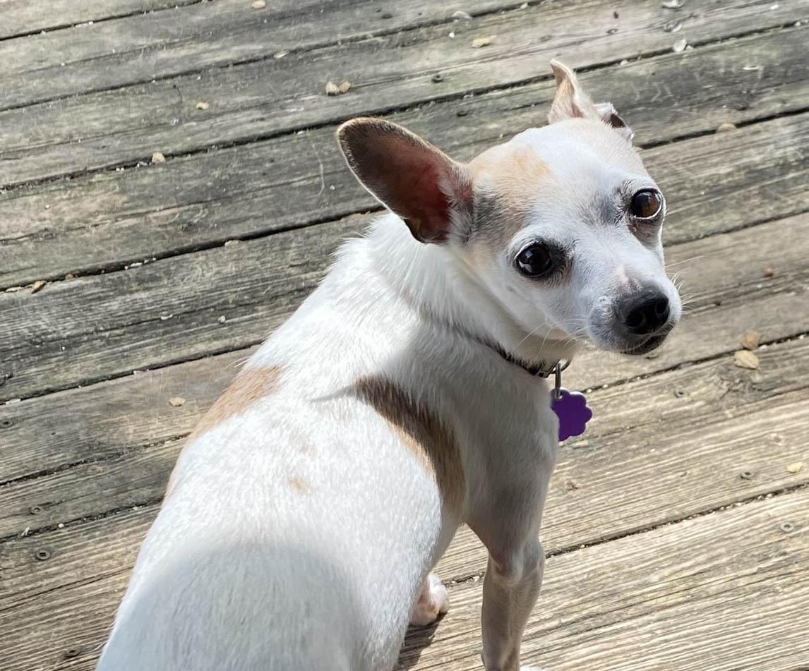 Prince, ADOPTABLE, Adult Male Chihuahua.