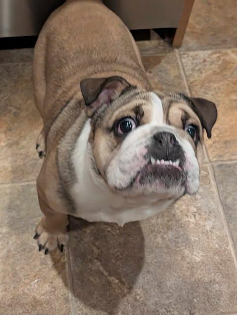 Enlarge LUDO!, a Adoptable English Bulldog in Lincoln, NE image 4/4