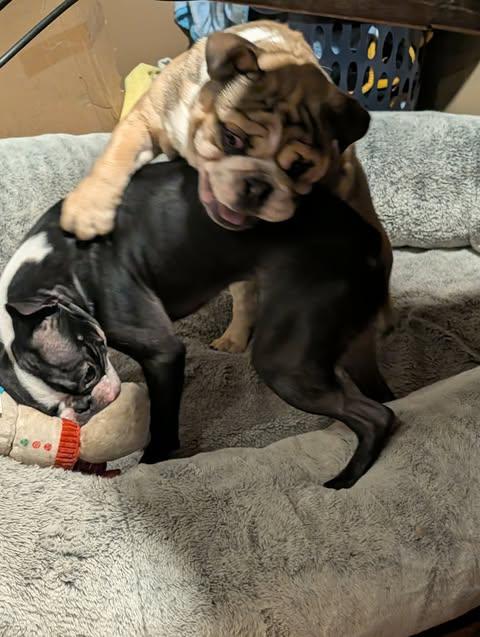 Enlarge LUDO!, a Adoptable English Bulldog in Lincoln, NE image 3/4