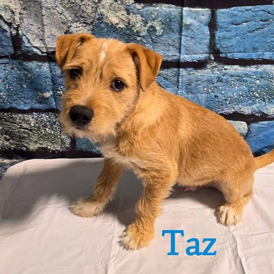 Taz, ADOPTABLE, Puppy Male Mixed Breed.