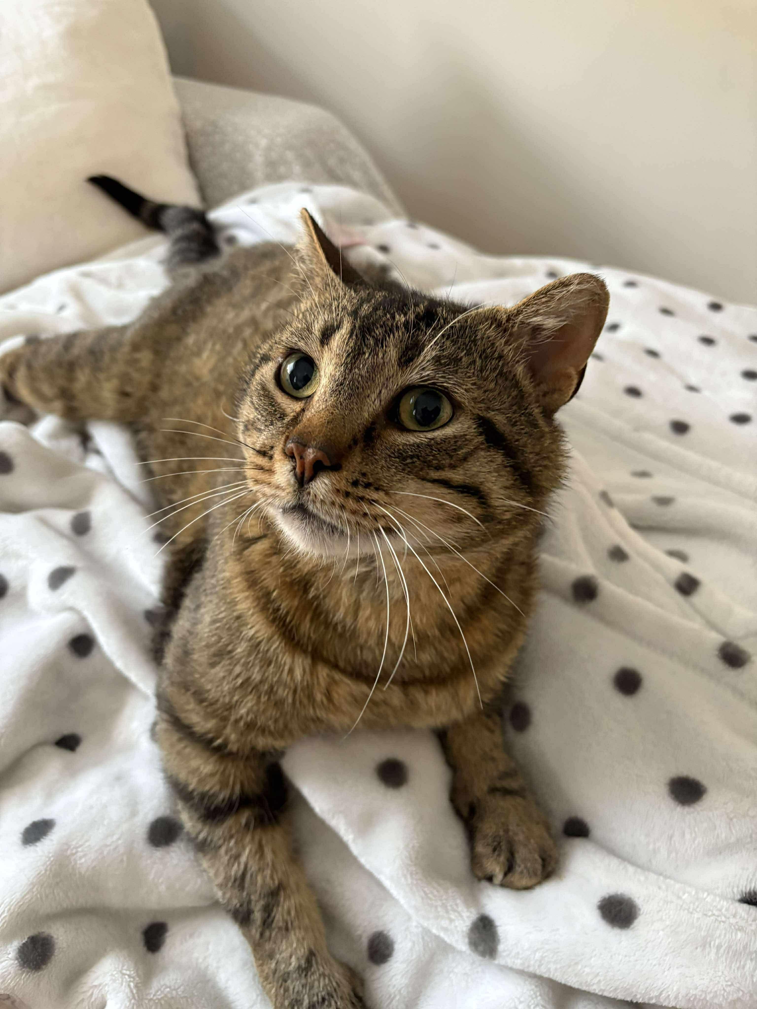 Milwaukee, an adoptable Domestic Short Hair in Winnipeg, MB, R3E 2Z9 | Photo Image 1