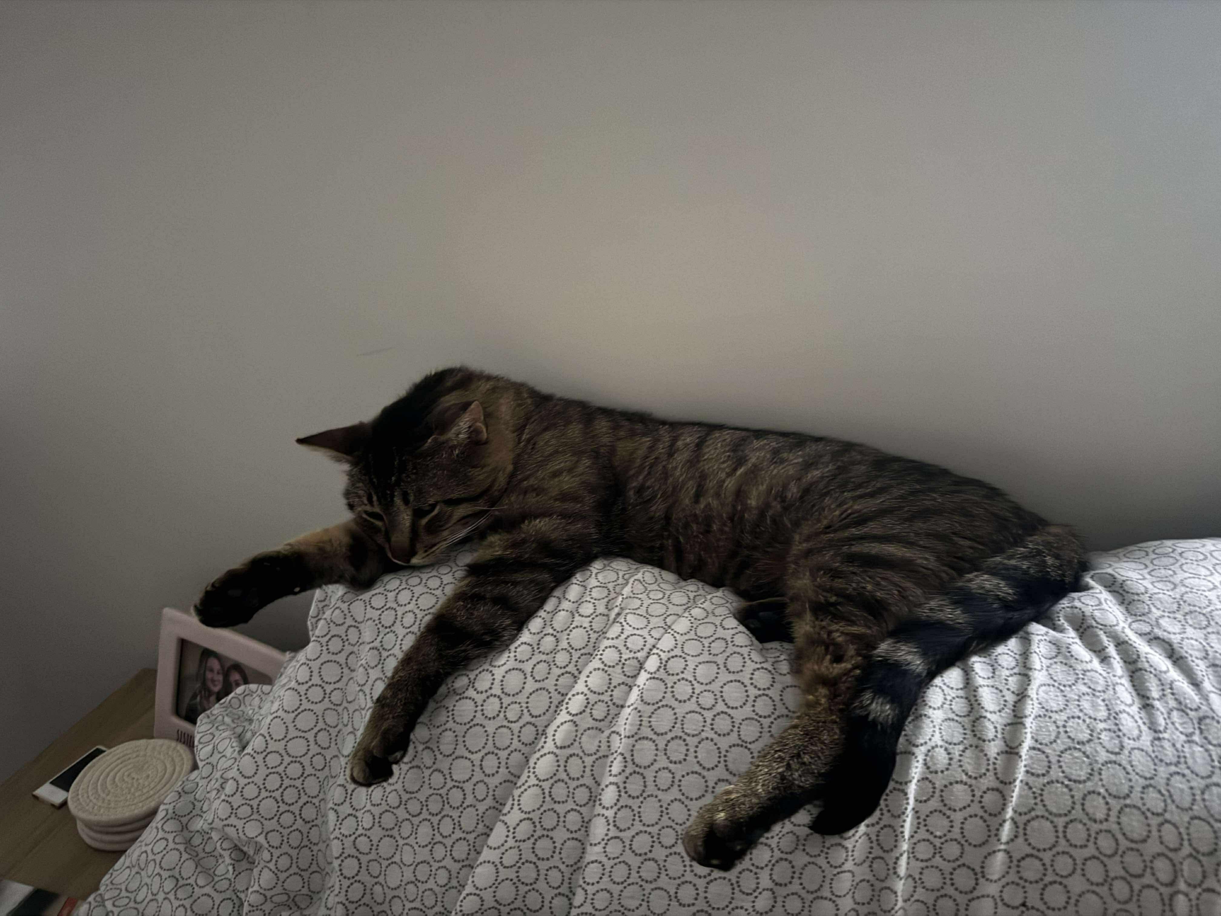 Milwaukee, an adoptable Domestic Short Hair in Winnipeg, MB, R3E 2Z9 | Photo Image 2