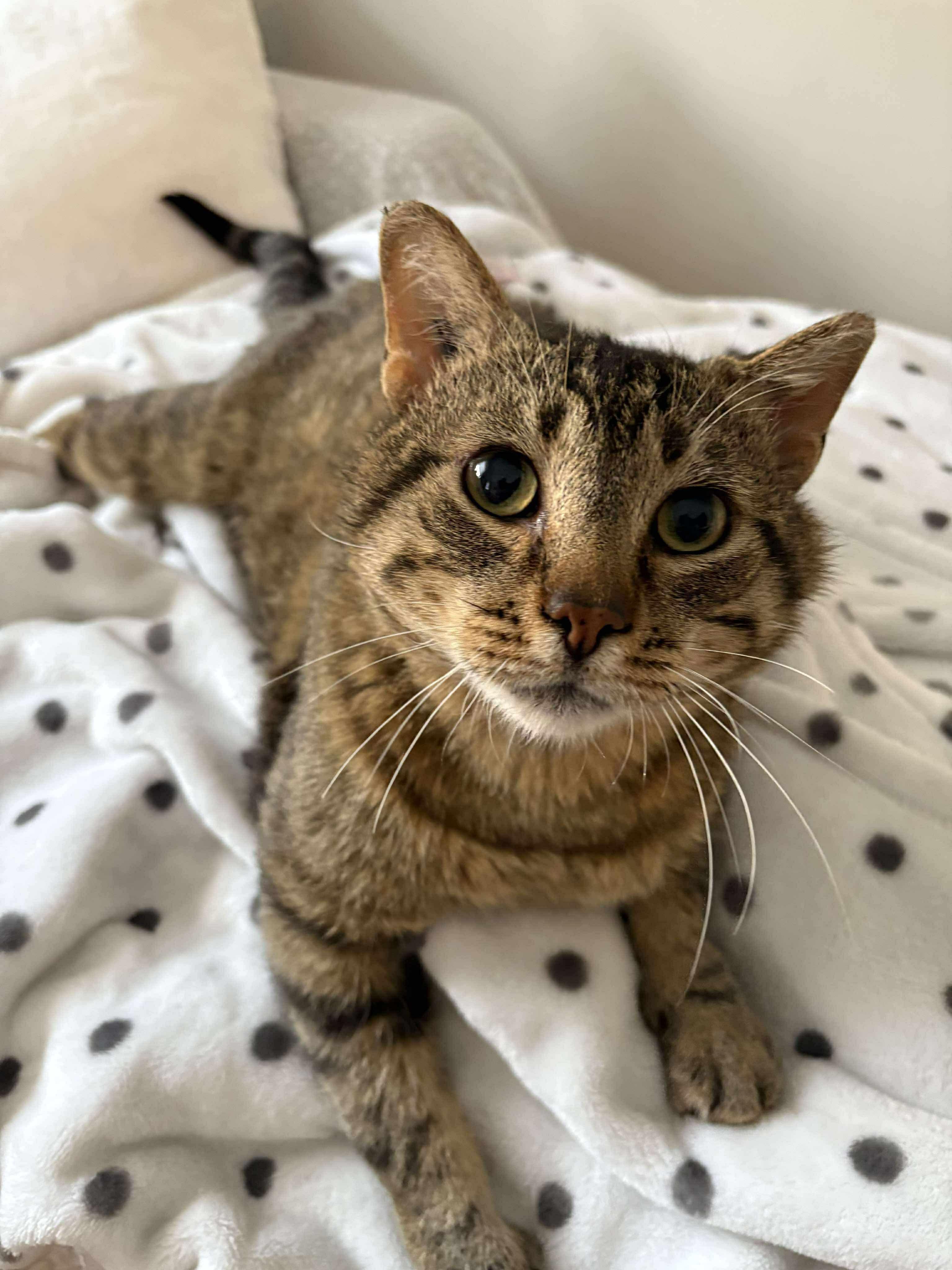 Milwaukee, an adoptable Domestic Short Hair in Winnipeg, MB, R3E 2Z9 | Photo Image 4