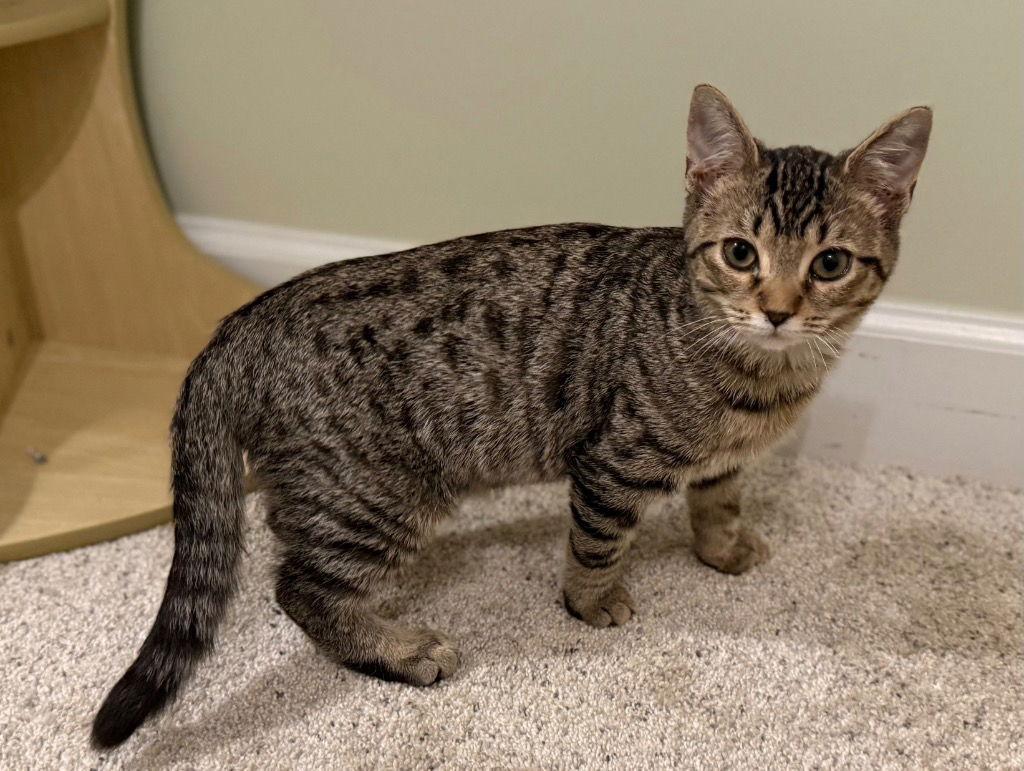 Ike, Adoptable, Young Male Tabby & Domestic Short Hair.