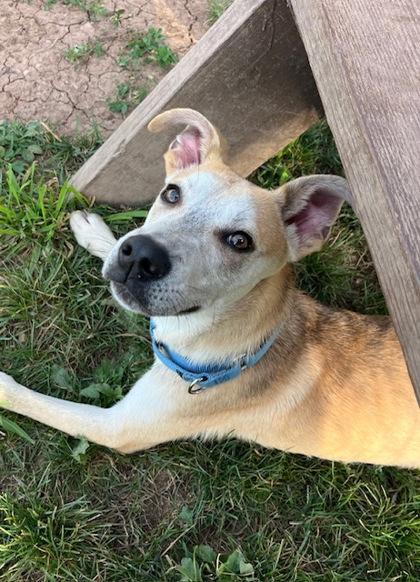 Enlarge Mozze, a Adoptable Mixed Breed in Neenah, WI image 1/3