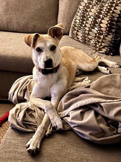 Enlarge Mozze, a Adoptable Mixed Breed in Neenah, WI image 1/3