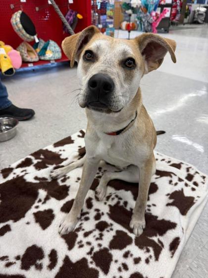 Enlarge Mozze, a Adoptable Mixed Breed in Neenah, WI image 2/3