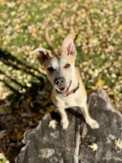 Enlarge Mozze, a Adoptable Mixed Breed in Neenah, WI image 3/3