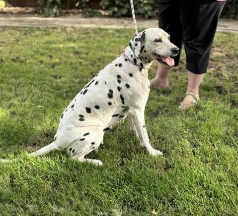 Enlarge Mia, a ADOPTABLE Dalmatian in Turlock, CA image 2/3