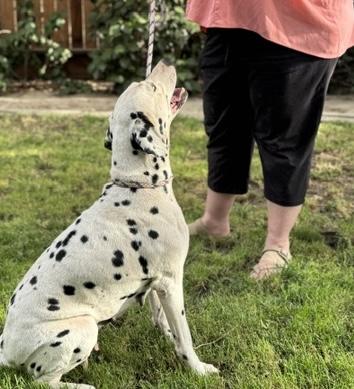 Enlarge Mia, a ADOPTABLE Dalmatian in Turlock, CA image 3/3
